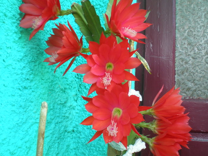 Epiphyllum hb - cactusi 2008