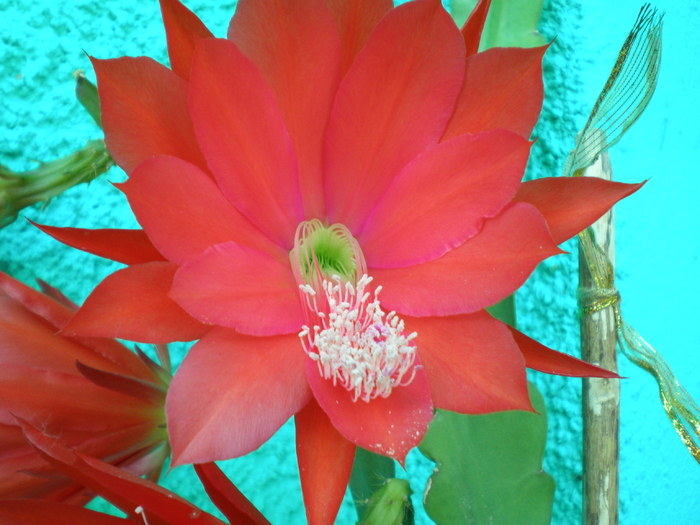 Epiphyllum hb