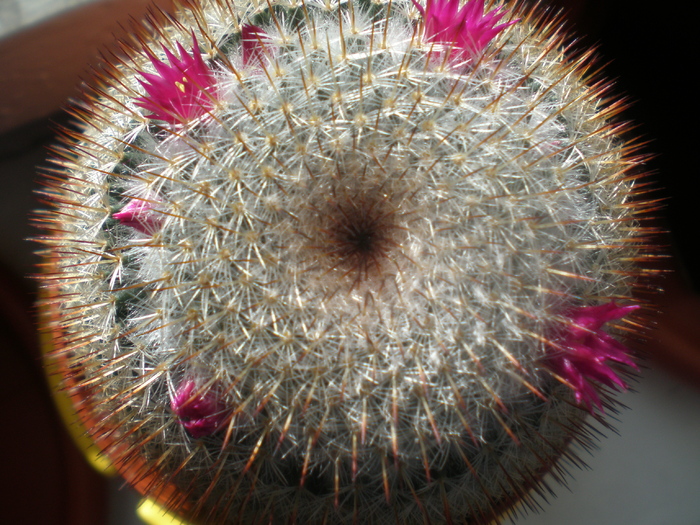 Mammillaria - cactusi 2008