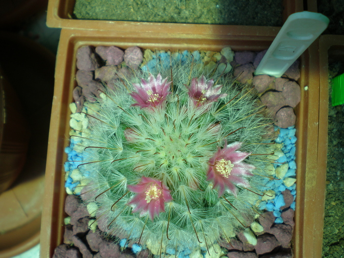 Mammillaria bocasana v rosea