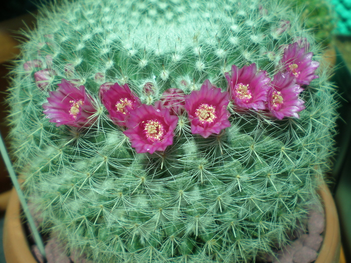 Mammillaria hahniana - cactusi 2008