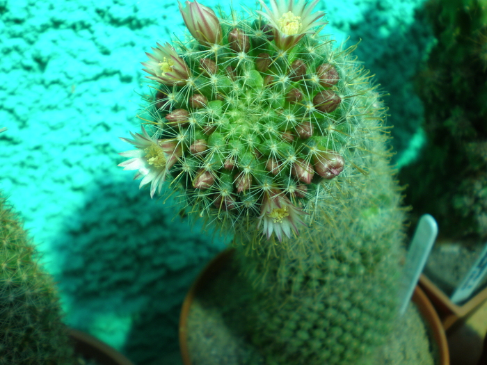 Mammillaria crinita - cactusi 2008