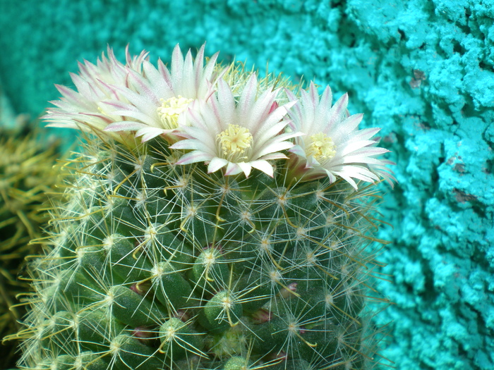 Mammillaria crinita - cactusi 2008