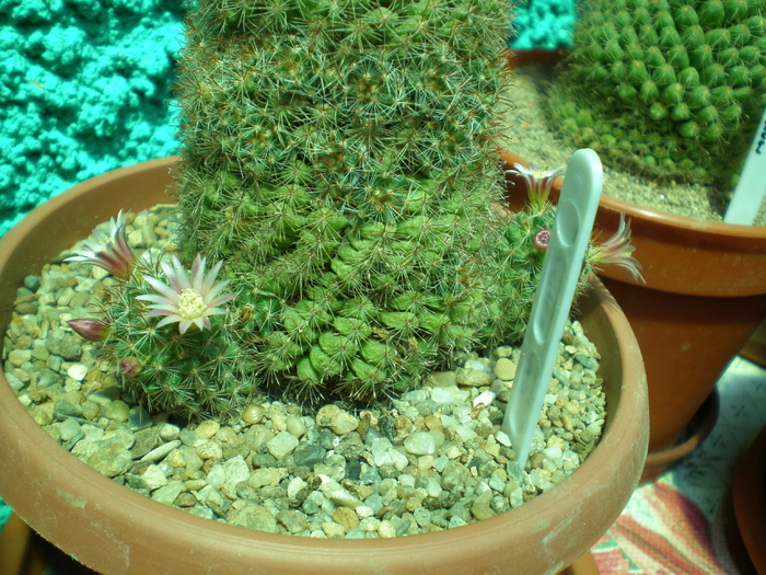 Mammillaria goodrichii - cactusi 2008