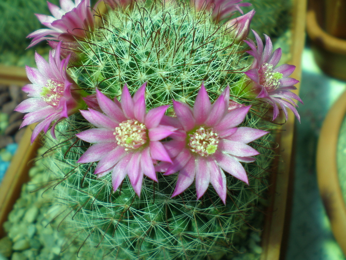 Mammillaria zeilmanniana - cactusi 2008