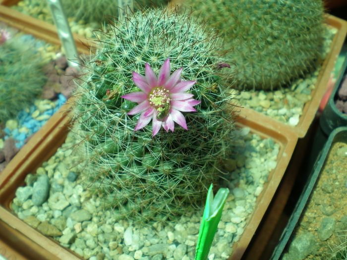 Mammillaria zeilmanniana