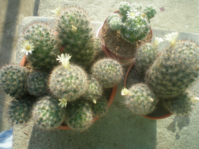 Mammillaria Prolifera var Texana