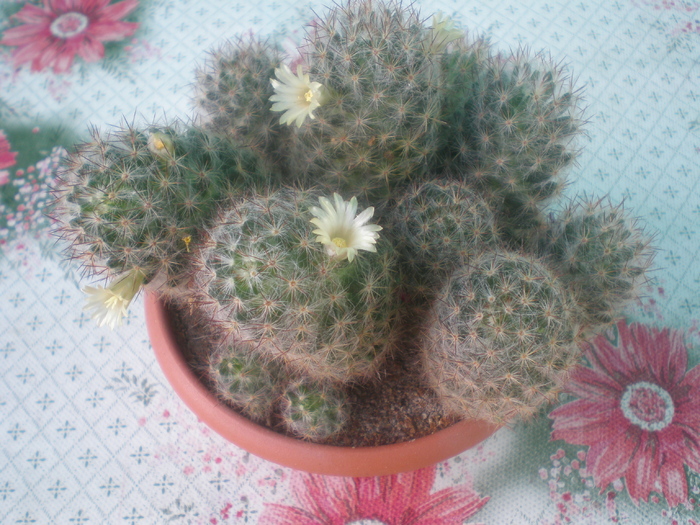 Mammillaria Prolifera var Texana - cactusi 2008