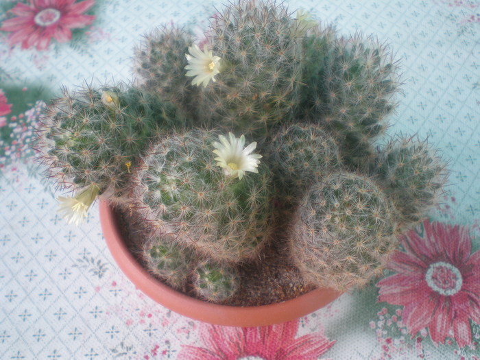 Mammillaria Prolifera var Texana