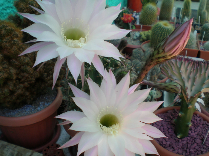 Echinopsis Sp