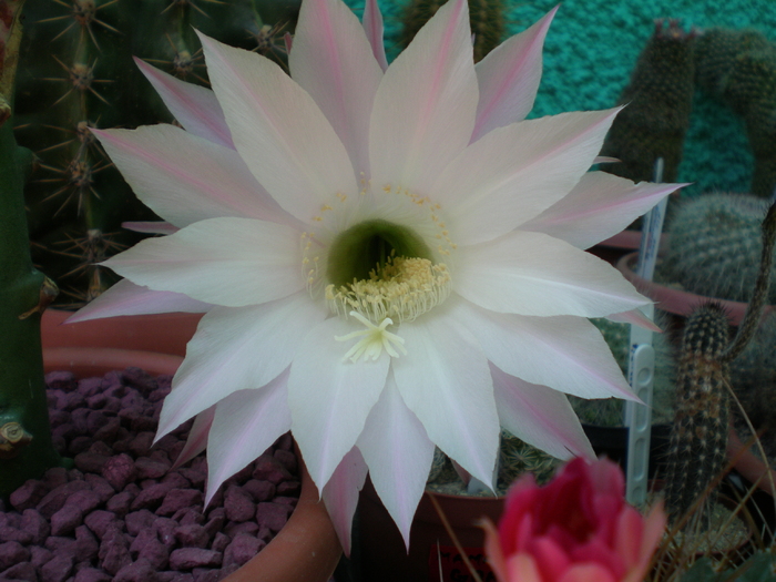Echinopsis Sp - cactusi 2008