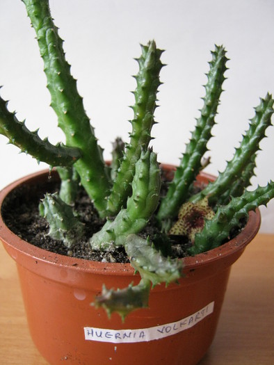 Huernia volkartii (1) - Infloriri 2011