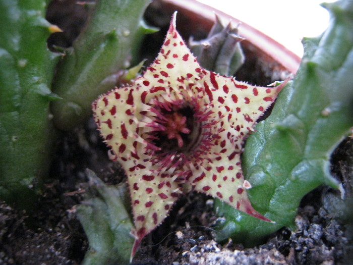 Huernia volkartii (9) - Infloriri 2011