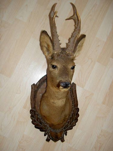 Bust de caprior medaliat_ 600 de euro - Trofee naturalizate profesional