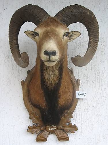Muflon medaliabil_1200 de euro - Trofee naturalizate profesional
