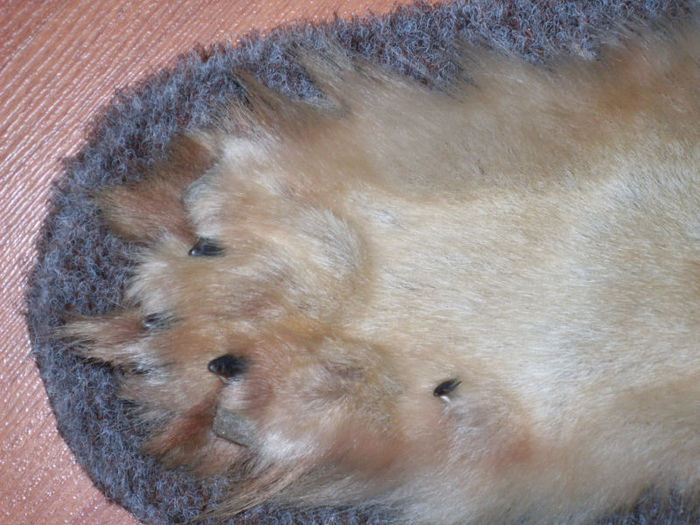 3_ Lup siberian imens ( Detaliu laba )