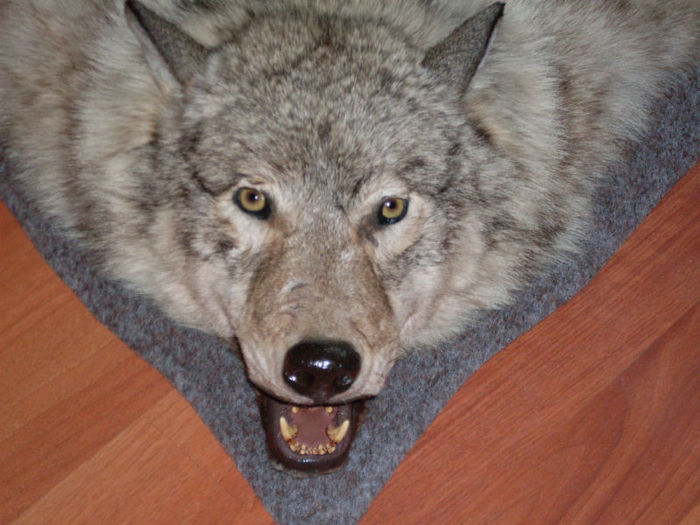 4_ Trofeu de lup siberian imens * Detaliu cap