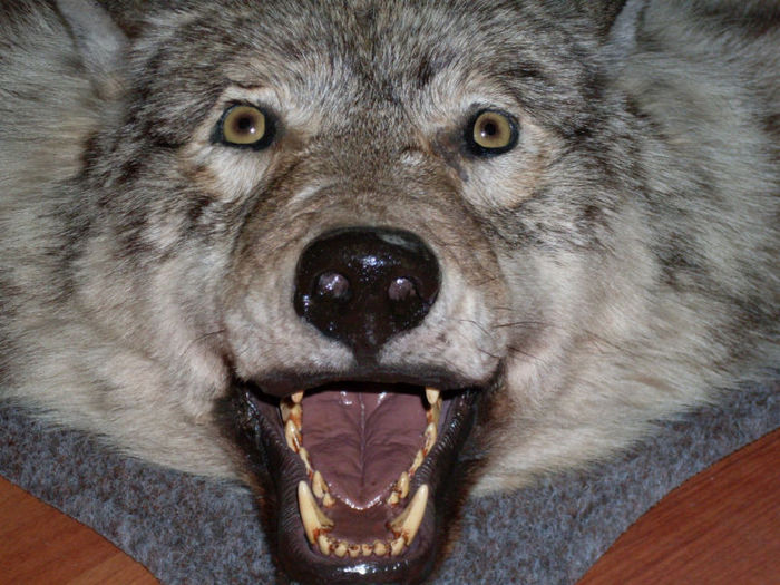 5_Trofeu de lup siberian imens * Detaliu cap