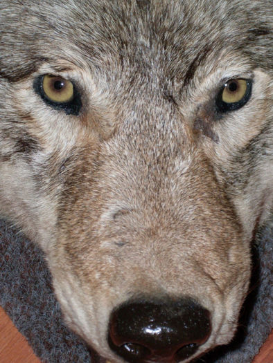 6_Trofeu de lup siberian imens * Detaliu cap