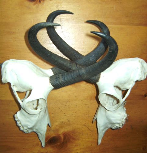 Pereche de capre negre la150 de euro - Seturi de trofee pentru decoruri rustice în vile și pensiuni
