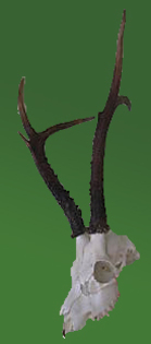 Vand trofeu de caprior siberian de 35 de cm - Seturi de trofee pentru decoruri rustice în vile și pensiuni