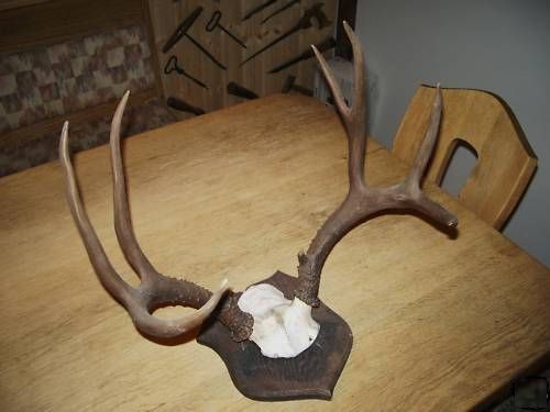 Cerb american la numai 750 de lei