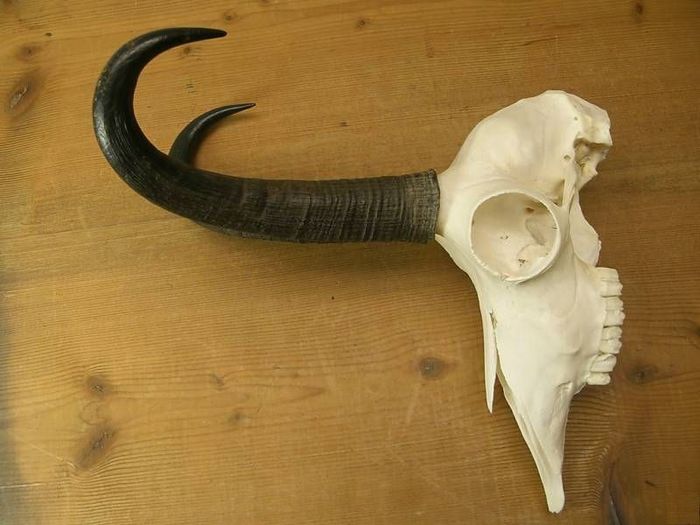 CN4 - Seturi de trofee pentru decoruri rustice în vile și pensiuni