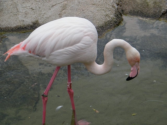 100 - animale 2202