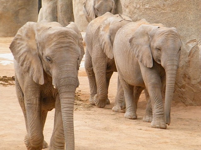 565 - animale 2202