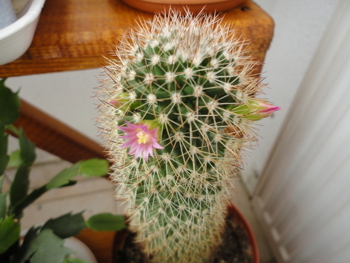 DSC01475 - Cactusii mei