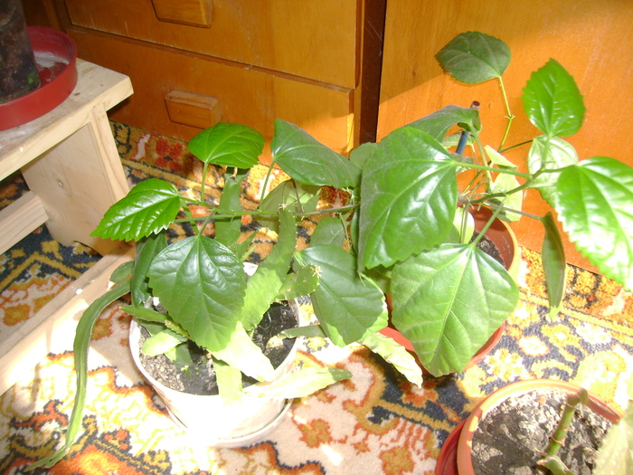 DSC00730 - florile mele