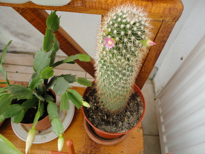 DSC01478 - Cactusii mei