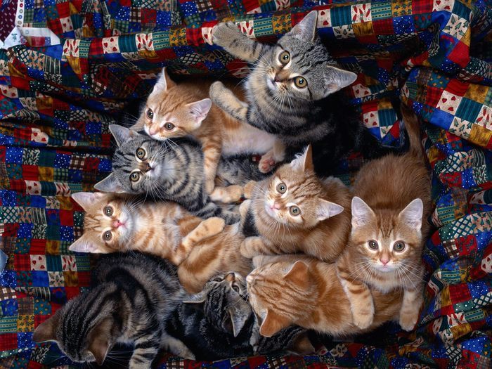 4 - Clubul iubitorilor de pisici