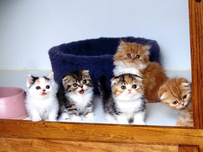 10 - Clubul iubitorilor de pisici