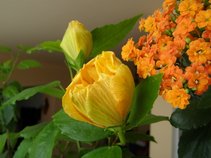 Hibiscus si Calandiva - Flori interior 2011