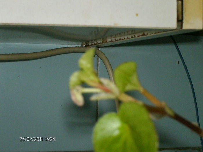 begonie - florile mele _2011