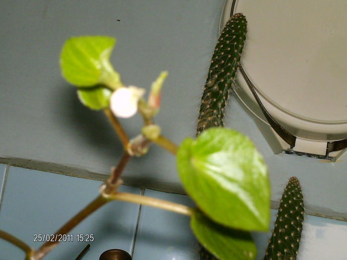 1 martie 007 - florile mele _2011