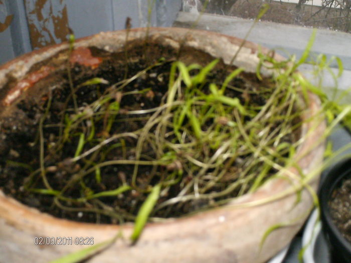 mararul - florile mele _2011