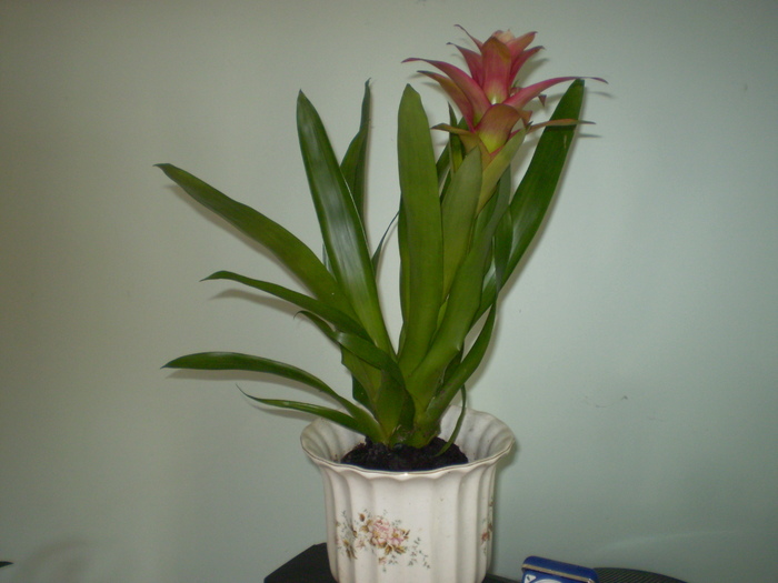 guzmania; martisor de la fiica si ginere
