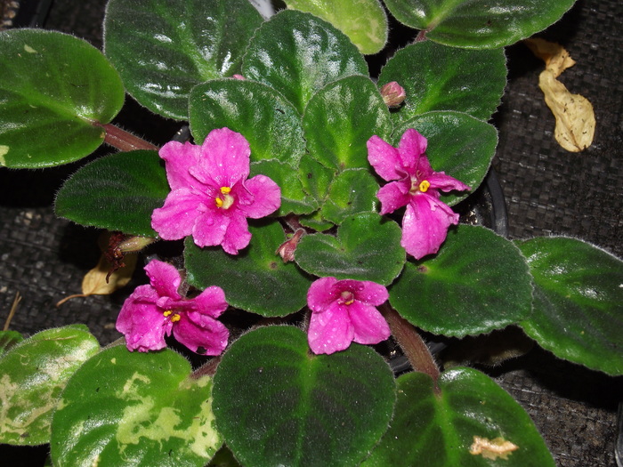 DSCF0318 - flori