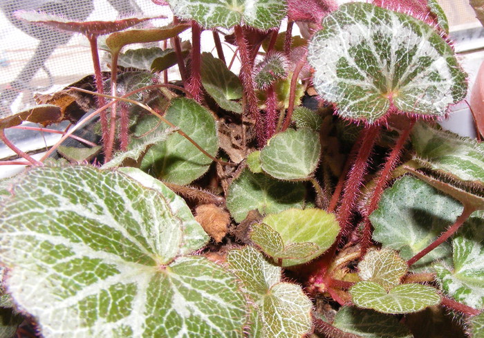 saxifraga sarmentosa