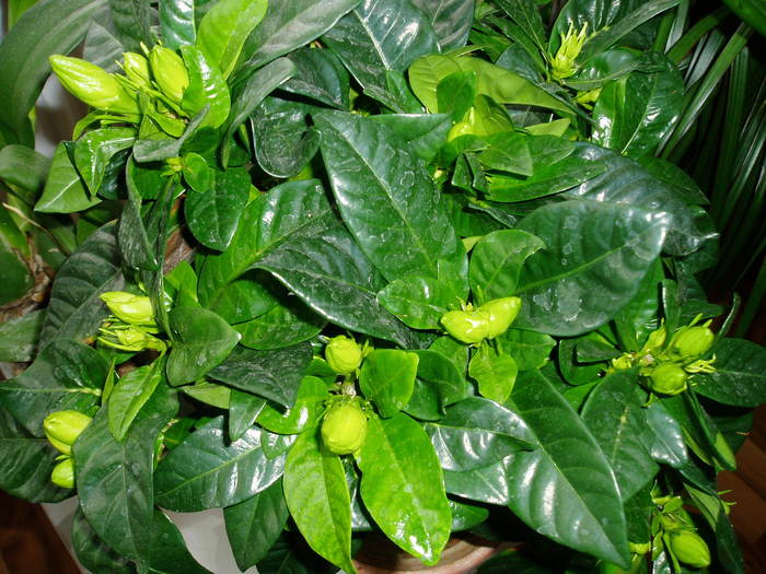 gardenia - flori 2011
