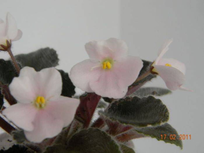 Aca_s Lakeshore Silver 2011 febr 17 - Violete de colectie 2010-2011