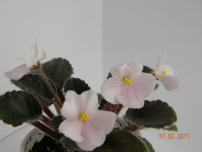 Aca_s Lakeshore Silver 2011 febr 17 - Violete de colectie 2010-2011