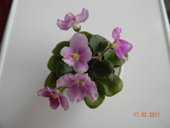 Chimpansy 2011 febr 17 - Violete de colectie 2010-2011