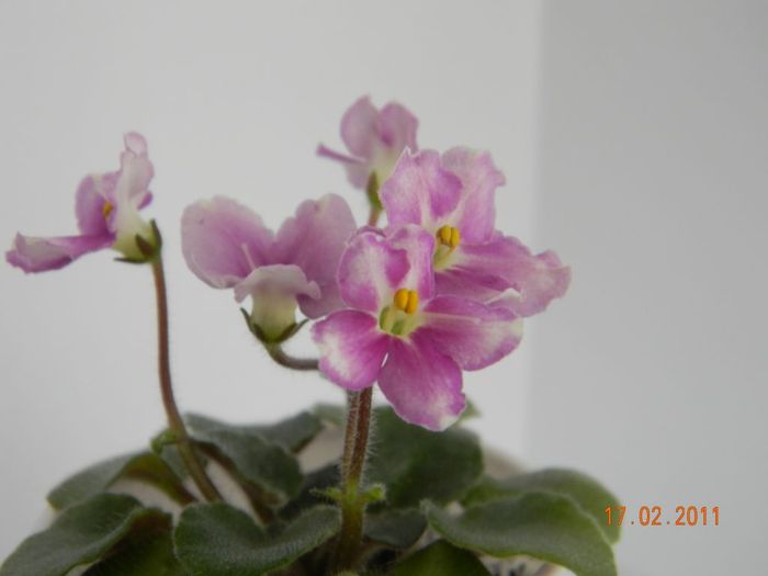 Chimpansy 2011 febr 17 - Violete de colectie 2010-2011