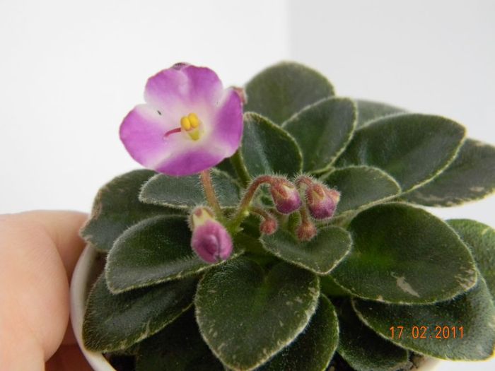 Lil Ballerina 2011 febr 17 - Violete de colectie 2010-2011