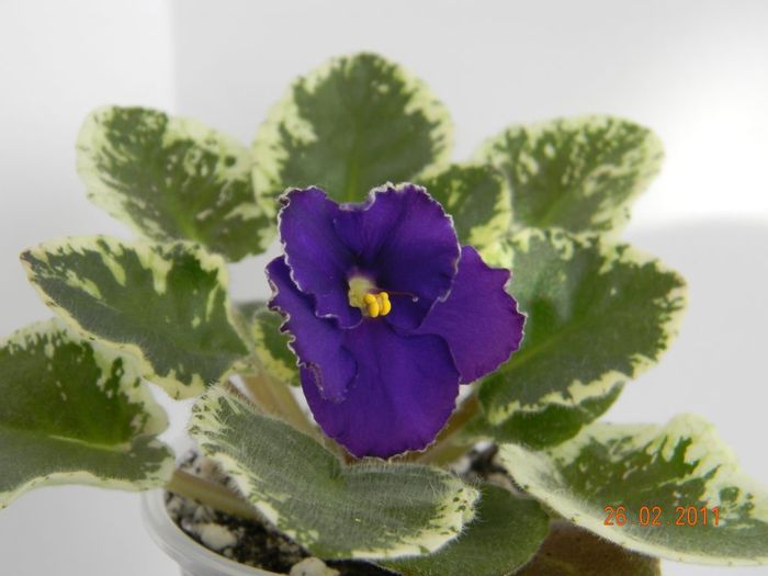 Midnight Romance 2011 febr 26 - Violete de colectie 2010-2011