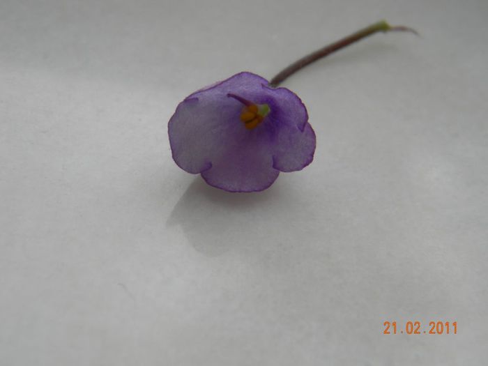 Sky Bells - Violete de colectie 2010-2011