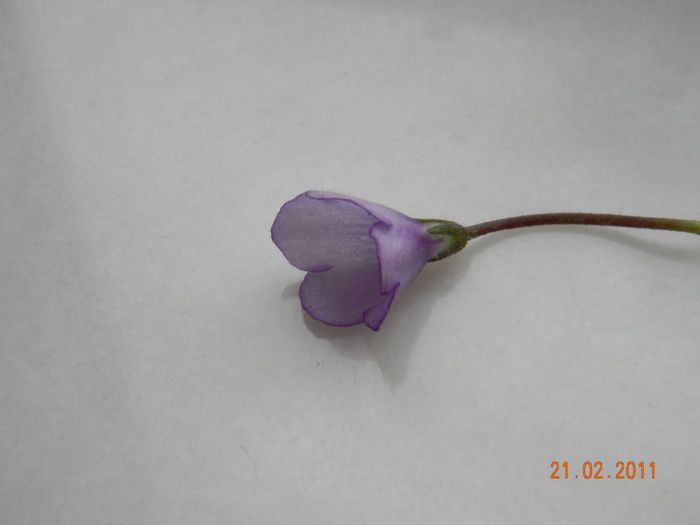 Sky Bells\' - Violete de colectie 2010-2011